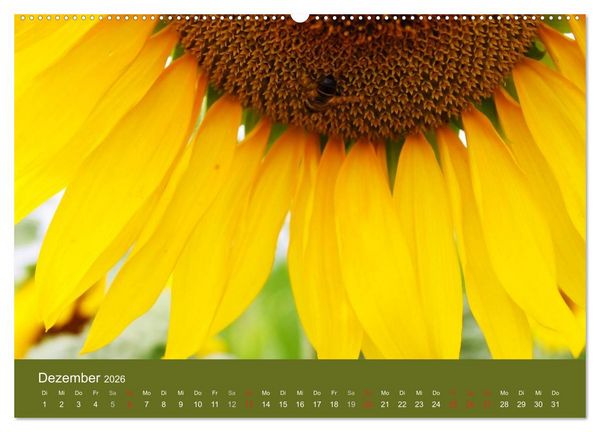 Produktbild: Sonnenblumen - die Blumen der Lebensfreude (hochwertiger Premium Wandkalender 2026 DIN A2 quer), Kunstdruck in Hochglanz