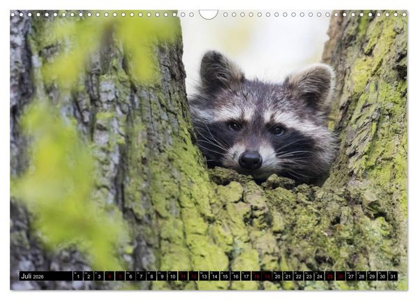 Produktbild: Nordhessens Tierkinder (Wandkalender 2026 DIN A3 quer), CALVENDO Monatskalender