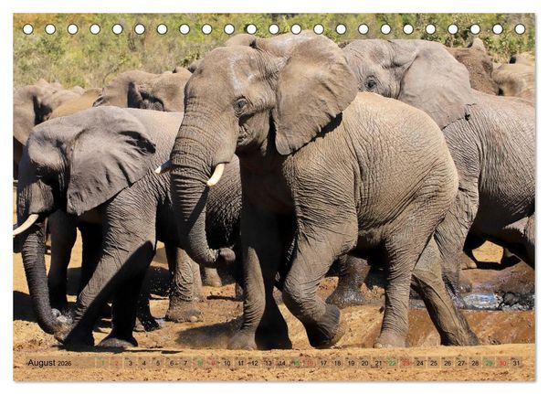 Produktbild: Elefanten in Afrika (Tischkalender 2026 DIN A5 quer), CALVENDO Monatskalender