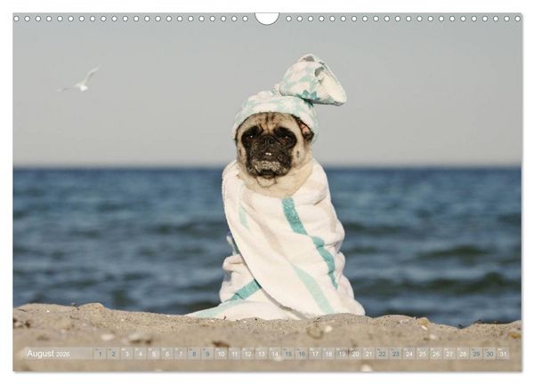 Produktbild: Lustige M&ouml;pse aus der Hundeknipserei (Wandkalender 2026 DIN A3 quer), CALVENDO Monatskalender