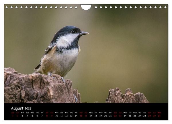 Produktbild: Popular garden birds of the united kingdom (Wall Calendar 2026 DIN A4 landscape), CALVENDO 12 Month Wall Calendar