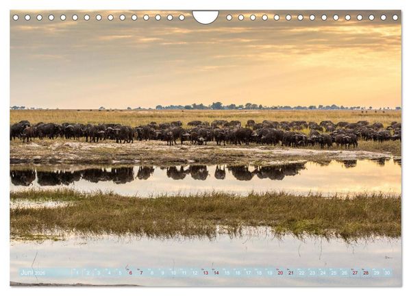 Produktbild: Chobe River - Eine spannende Flussfahrt in Botswana (Wandkalender 2026 DIN A4 quer), CALVENDO Monatskalender