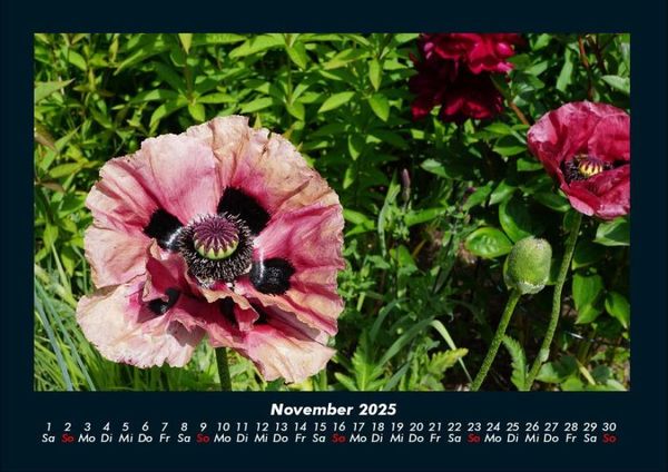 Produktbild: Blumentr&auml;ume 2025 Fotokalender DIN A4