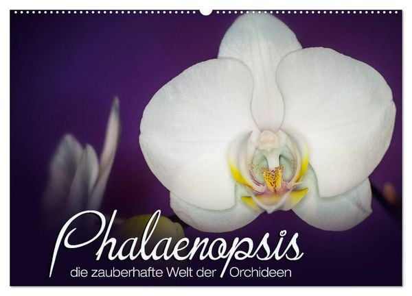Produktbild: Phalaenopsis - die zauberhafte Welt der Orchideen (Wandkalender 2026 DIN A2 quer), CALVENDO Monatskalender