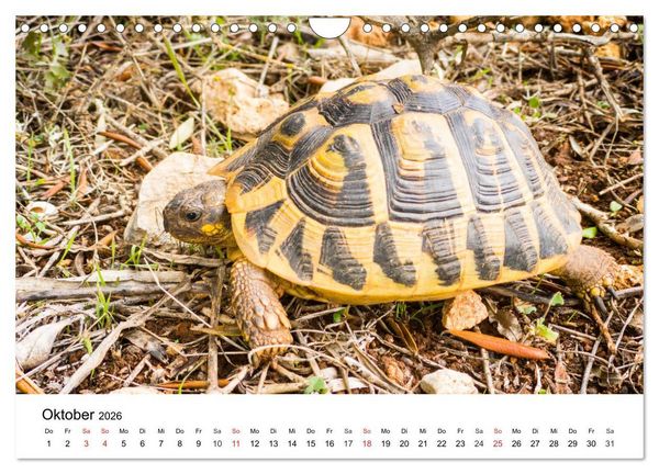 Produktbild: Wandern auf Menorca (Wandkalender 2026 DIN A4 quer), CALVENDO Monatskalender