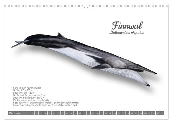 Produktbild: Wale und Delfine Steckbriefe (Wandkalender 2026 DIN A3 quer), CALVENDO Monatskalender
