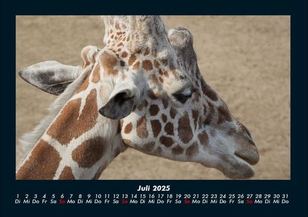 Produktbild: Giraffen 2025 Fotokalender DIN A4