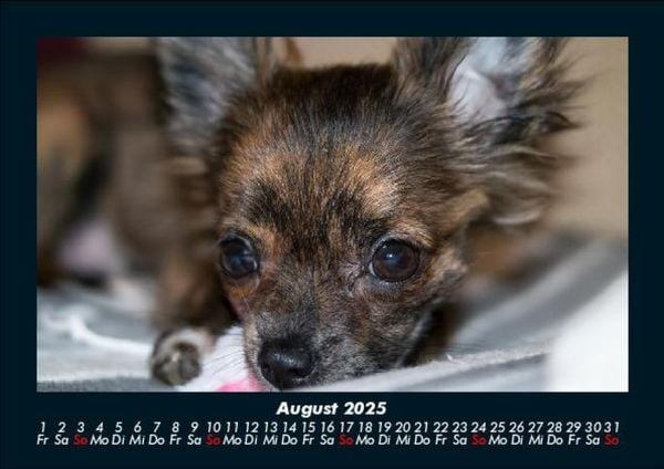 Produktbild: Hunde 2025 Fotokalender DIN A5