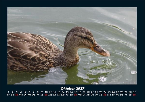Produktbild: Enten 2027 Fotokalender DIN A4