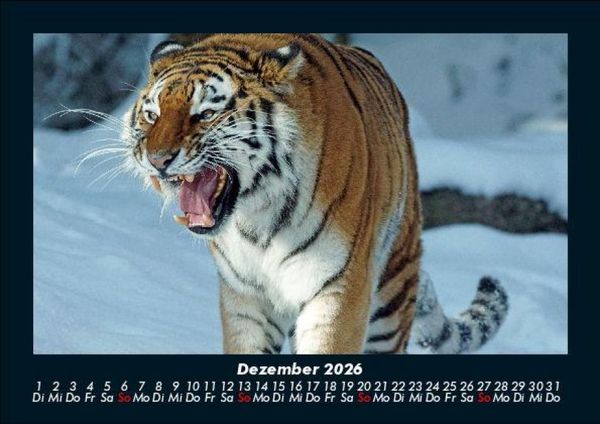 Produktbild: Tiger 2026 Fotokalender DIN A5