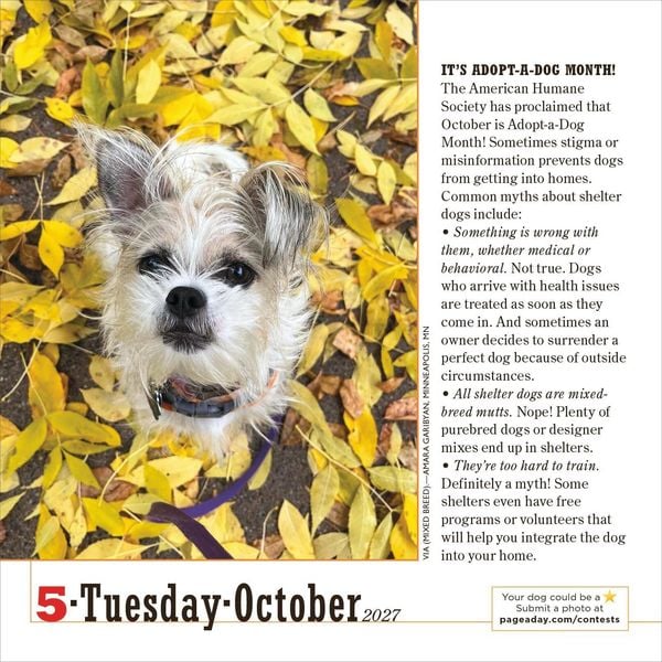 Produktbild: 365 Dogs Page-A-Day&reg; Calendar 2027