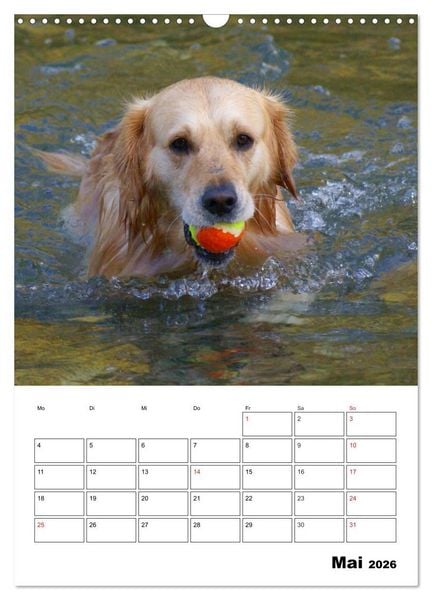 Produktbild: Gl&uuml;cklicher Golden Retriever (Wandkalender 2026 DIN A3 hoch), CALVENDO Monatskalender