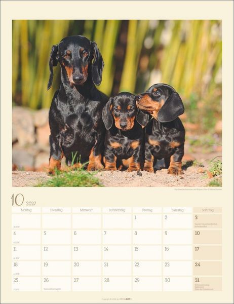 Produktbild: Dackel Kalender 2027
