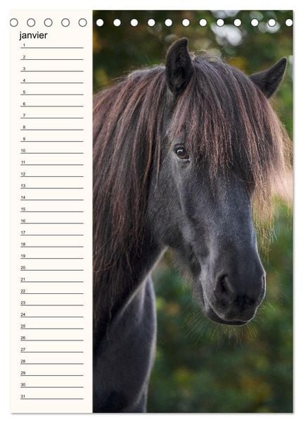Produktbild: Cheval islandais - Calendrier anniversaire (Calendrier de bureau 2026 DIN A5 horizontal), CALVENDO calendrier mensuel