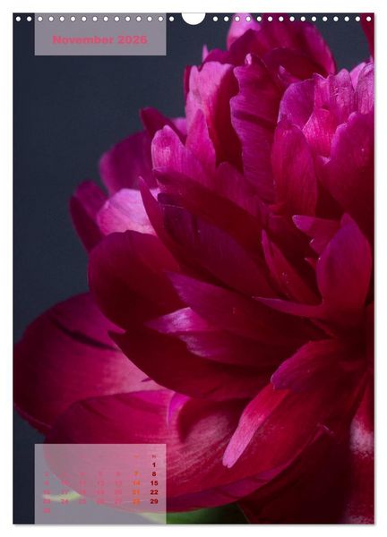 Produktbild: Die K&ouml;nigin der Rosen (Wandkalender 2026 DIN A3 hoch), CALVENDO Monatskalender