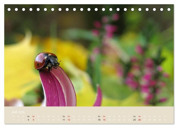 Produktbild: Kleine Gl&uuml;cksk&auml;fer (Tischkalender 2026 DIN A5 quer), CALVENDO Monatskalender