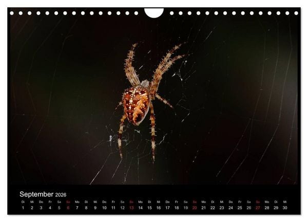 Produktbild: Unsere Spinnen - im Gespr&auml;ch (Wandkalender 2026 DIN A4 quer), CALVENDO Monatskalender