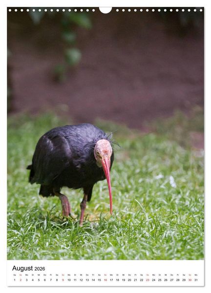 Produktbild: Der Waldrapp - Der etwas andere Vogel (Wandkalender 2026 DIN A3 hoch), CALVENDO Monatskalender
