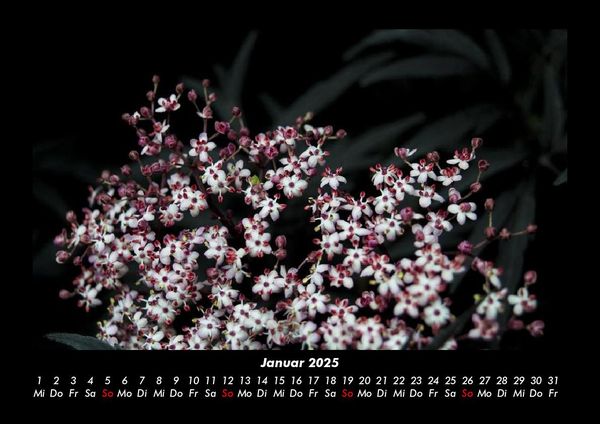 Produktbild: Blumenkalender 2025 Fotokalender DIN A3