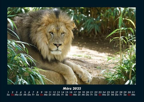 Produktbild: Tiere im Zoo 2025 Fotokalender DIN A4