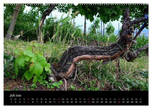 Produktbild: W.EINBLICK (hochwertiger Premium Wandkalender 2026 DIN A2 quer), Kunstdruck in Hochglanz