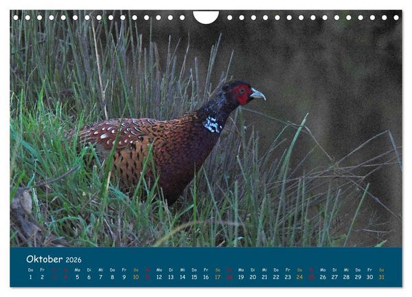 Produktbild: Naturschutzgebiet W&uuml;mme (Wandkalender 2026 DIN A4 quer), CALVENDO Monatskalender