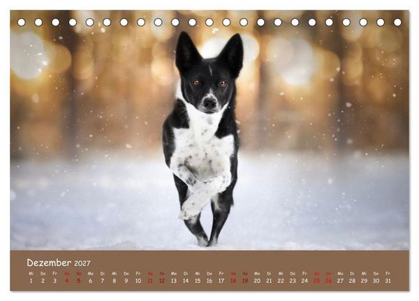 Produktbild: Border Collie Kalender &ndash; Ausdrucksstarke Close-up-Portraits durch die Jahreszeiten (Tischkalender 2027 DIN A5 quer), CALVENDO Monatskalender