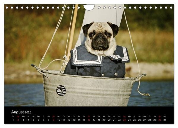 Produktbild: Der MOPS-Kalender (Wandkalender 2026 DIN A4 quer), CALVENDO Monatskalender