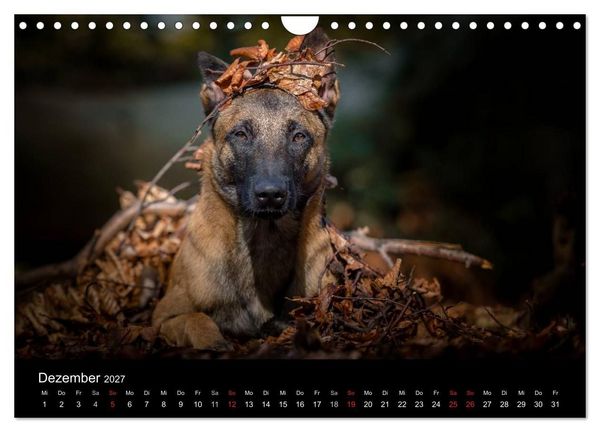 Produktbild: Belgischer Sch&auml;ferhund - Der Malinois (Wandkalender 2027 DIN A4 quer), CALVENDO Monatskalender