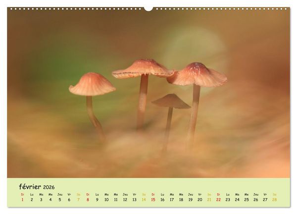 Produktbild: Champignons tout en couleurs (Calendrier mural 2026 DIN A2 vertical) calendrier de bureau