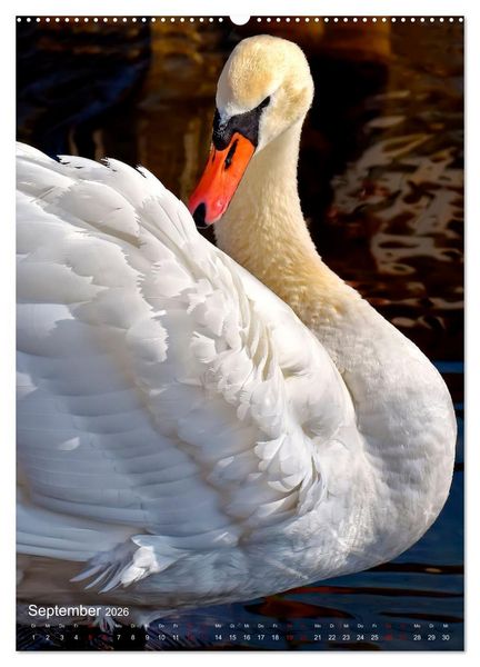 Produktbild: Der Schwan (hochwertiger Premium Wandkalender 2026 DIN A2 hoch), Kunstdruck in Hochglanz