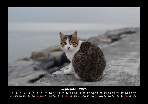 Produktbild: F&uuml;r Katzenfreunde 2025 Fotokalender DIN A3
