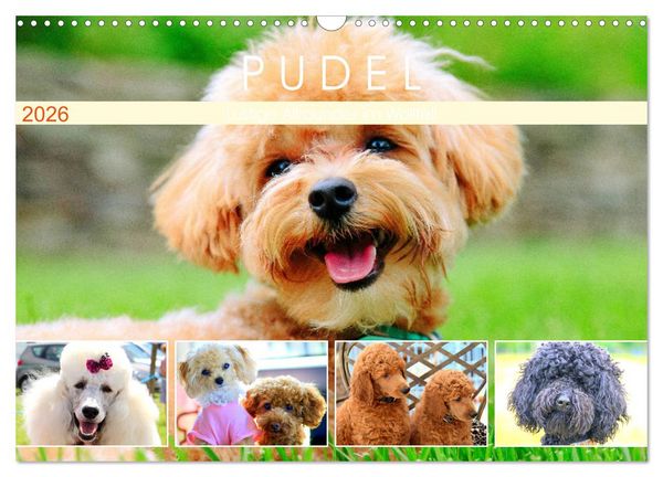 Produktbild: Pudel. Lustige Allrounder im Wollfell (Wandkalender 2026 DIN A3 quer), CALVENDO Monatskalender