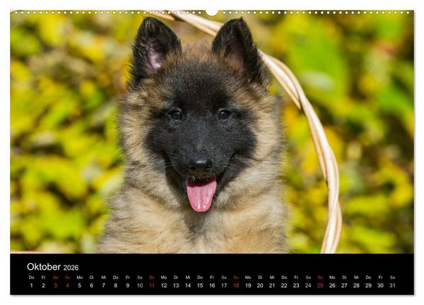 Produktbild: Welpen 2026 (Wandkalender 2026 DIN A2 quer), CALVENDO Monatskalender
