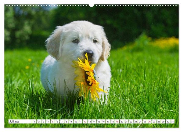 Produktbild: Goldige Herzensbrecher - Golden Retriever Welpen (hochwertiger Premium Wandkalender 2026 DIN A2 quer), Kunstdruck in Hochglanz