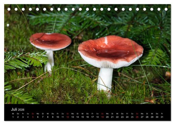 Produktbild: Pilze in Wald und Flur (Tischkalender 2026 DIN A5 quer), CALVENDO Monatskalender