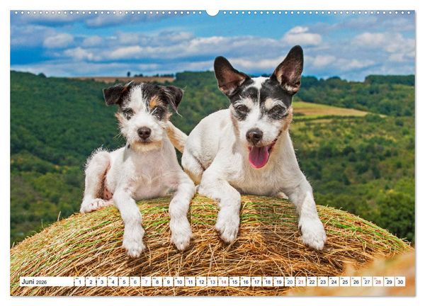 Produktbild: 100000 Volt auf vier Pfoten - Jack und Parson Russell Terrier (Wandkalender 2026 DIN A2 quer), CALVENDO Monatskalender