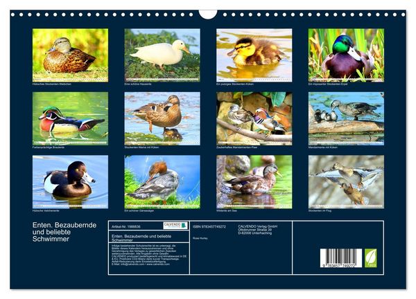 Produktbild: Enten. Bezaubernde und beliebte Schwimmer (Wandkalender 2026 DIN A3 quer), CALVENDO Monatskalender