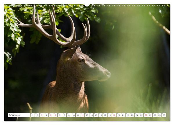 Produktbild: Emotionale Momente: Hirschbrunft (hochwertiger Premium Wandkalender 2026 DIN A2 quer), Kunstdruck in Hochglanz