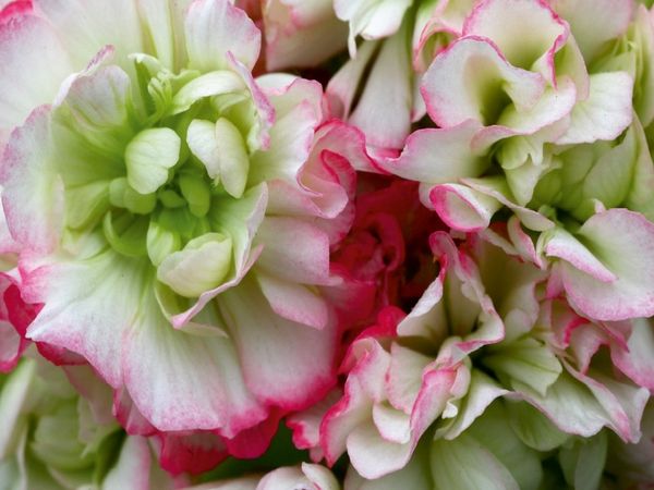 Produktbild: CALVENDO Puzzle Pelargonie Rosebud Appleblossom | 1000 Teile Lege-Gr&ouml;&szlig;e 64x48cm Foto-Puzzle f&uuml;r gl&uuml;ckliche Stunden