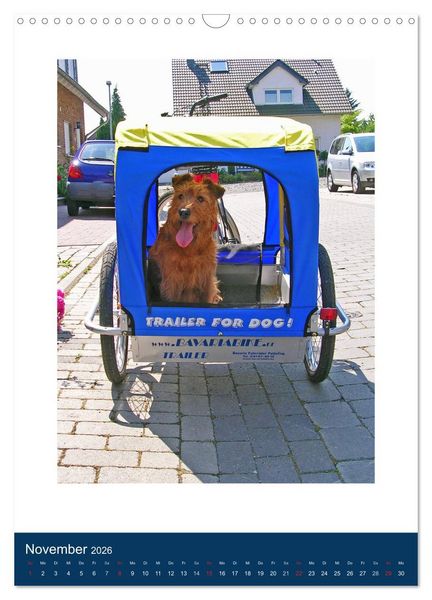 Produktbild: Kelly - Ein Irish Terrier macht Urlaub (Wandkalender 2026 DIN A3 hoch), CALVENDO Monatskalender