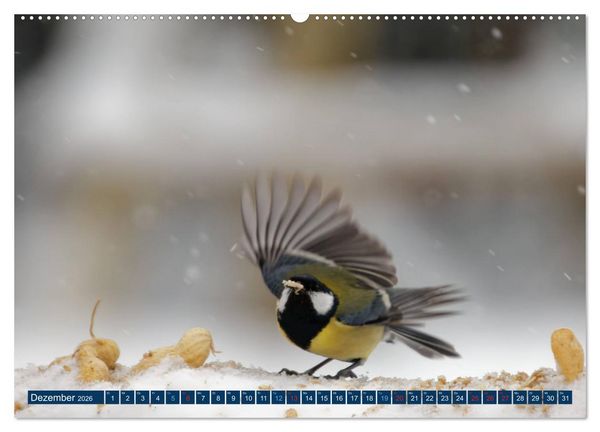 Produktbild: Kohlmeise - Fotografiert von Ostfriesenfotografie (Wandkalender 2026 DIN A2 quer), CALVENDO Monatskalender