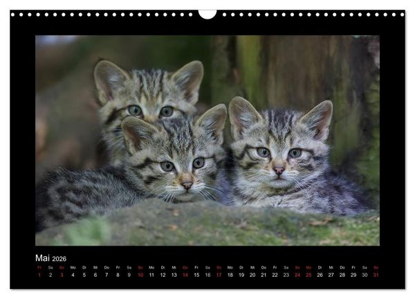 Produktbild: Wolf, Luchs und Co. - Tierbilder aus dem Bayerischen Wald (Wandkalender 2026 DIN A3 quer), CALVENDO Monatskalender