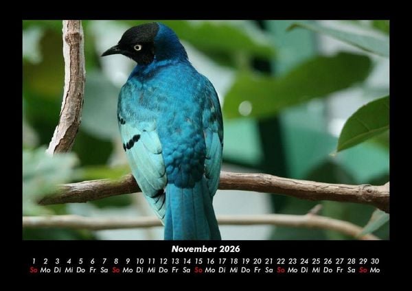 Produktbild: Welt der V&ouml;gel 2026 Fotokalender DIN A3