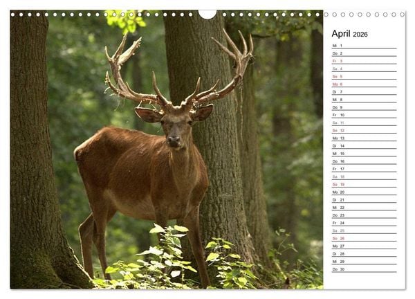Produktbild: Hirsche (Wandkalender 2026 DIN A3 quer), CALVENDO Monatskalender