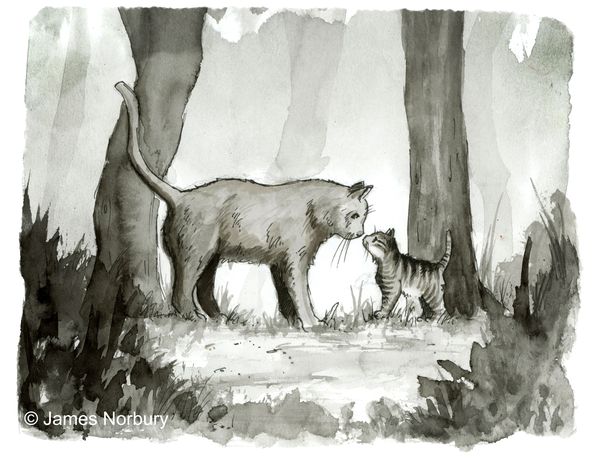 Produktbild: Die Katze, die nach Weisheit sucht