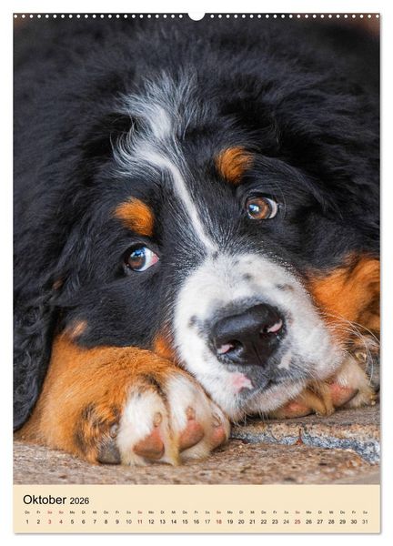 Produktbild: Schweizer Sennenhunde stellen sich vor (Wandkalender 2026 DIN A2 hoch), CALVENDO Monatskalender