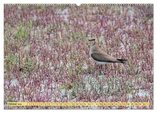Produktbild: Donaudelta - Europas gro&szlig;es Vogelparadies (Wandkalender 2026 DIN A2 quer), CALVENDO Monatskalender