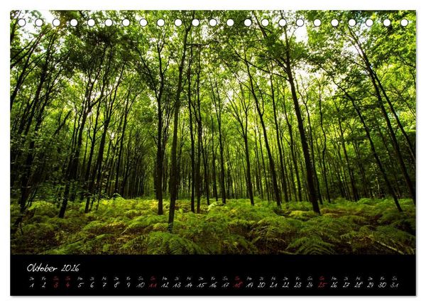 Produktbild: Wald (Tischkalender 2026 DIN A5 quer), CALVENDO Monatskalender