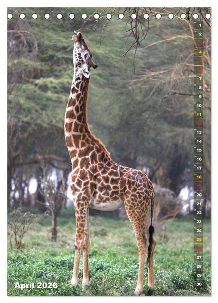 Produktbild: Giraffen - Anmut und Sanftheit (Tischkalender 2026 DIN A5 hoch), CALVENDO Monatskalender